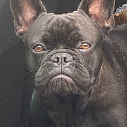 Albert a rejoint le concours — aidez-le/la à gagner de superbes lots ! dog, french_bulldog, pet, animal, close_up, ears, brown_eyes, black_fur, car_interior, seat, portrait, canine, muzzle, whiskers, companion, domestic_animal, face, snout, cute, indoor