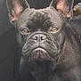 dog, french_bulldog, pet, animal, close_up, ears, brown_eyes, black_fur, car_interior, seat, portrait, canine, muzzle, whiskers, companion, domestic_animal, face, snout, cute, indoor