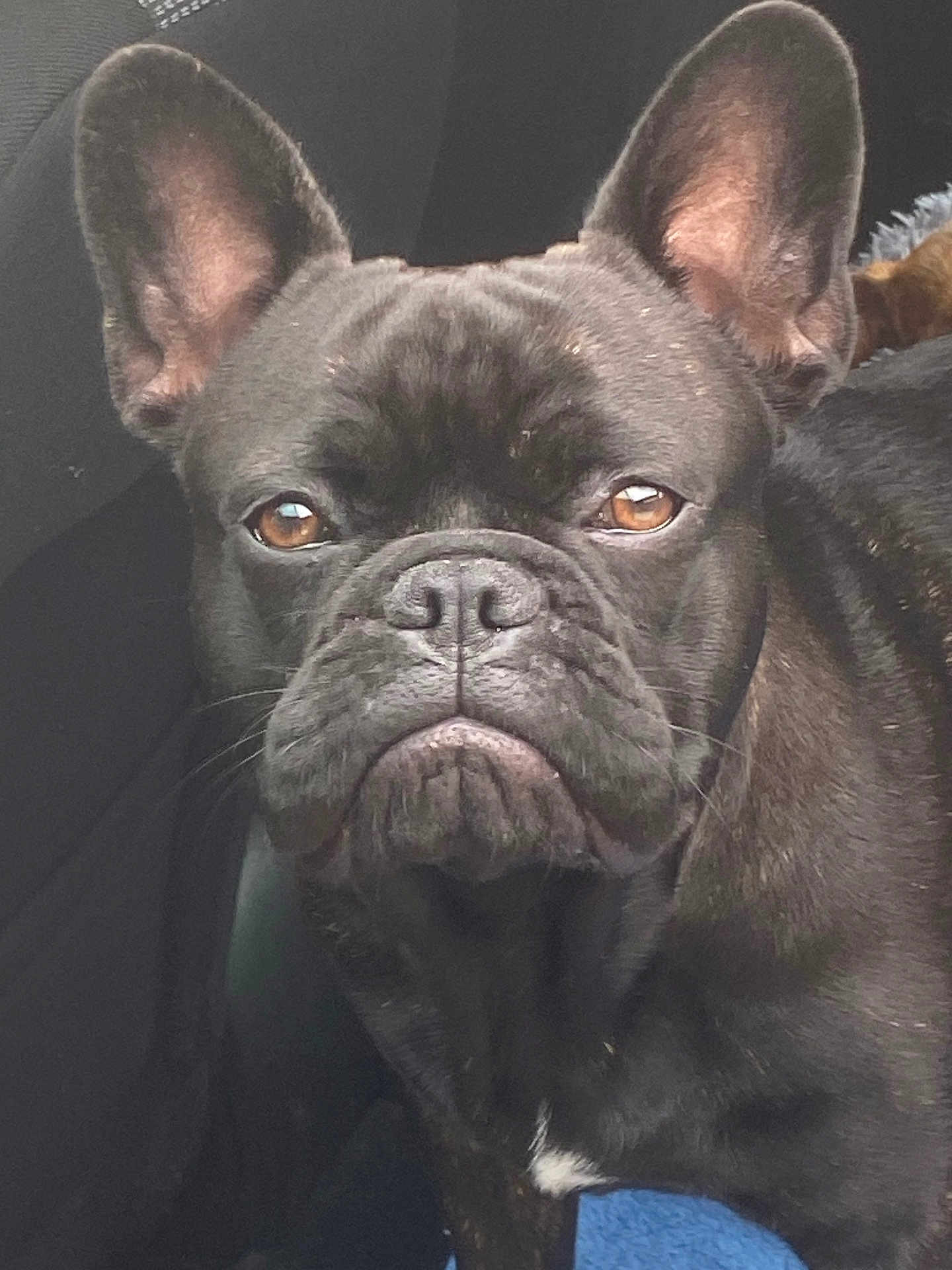 Albert a rejoint le concours — aidez-le/la à gagner de superbes lots ! dog, french_bulldog, pet, animal, close_up, ears, brown_eyes, black_fur, car_interior, seat, portrait, canine, muzzle, whiskers, companion, domestic_animal, face, snout, cute, indoor