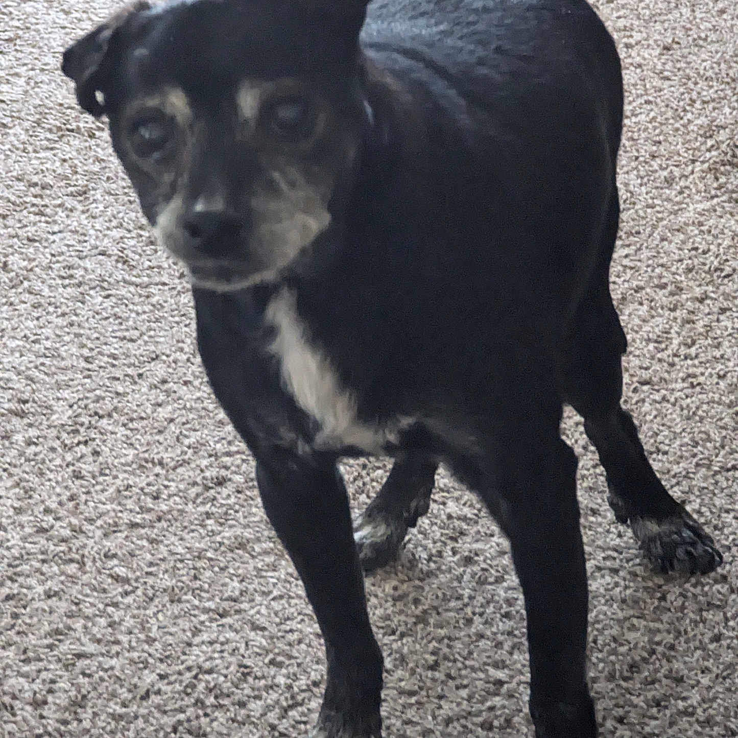 Bryce joined the competition — help win amazing prizes! accessories, animal, bostonbull, bulldog, canine, chihuahua, cockerspaniel, dog, head, hound, labradorretriever, leash, person, pet, pug, puppy, strap