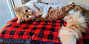 Punkin is registered to the contest to win money with this photo: angora, animal, bed, bedroom, blanket, cat, couch, cushion, furniture, homedecor, indoors, interiordesign, kitten, linen, manx, person, pet, quilt, room, sleeping