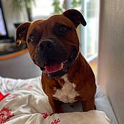 Saïko participe au concours pour gagner de l'argent avec cette photo : dog, brown_dog, pet, indoor, bed, bedding, happy, tongue_out, white_patch, canine, smiling, cozy, domestic, animal, furniture, blurred_background, window, plant, cute, companion