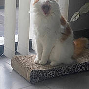 Simba a rejoint le concours — aidez-le/la à gagner de superbes lots ! cat, yawning, pet, feline, orange_and_white, fluffy, indoor, window_blinds, scratcher_pad, sitting, mouth_open, tongue, whiskers, paws, tail, plant, tile_floor, low_light, cozy, portrait