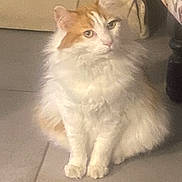 Modji a rejoint le concours — aidez-le/la à gagner de superbes lots ! cat, feline, long_hair, orange_and_white, fluffy, sitting, indoor, tile_floor, paw, whiskers, ear, eye, portrait, pet, domestic_animal, fur, gaze, cute, furniture, calm