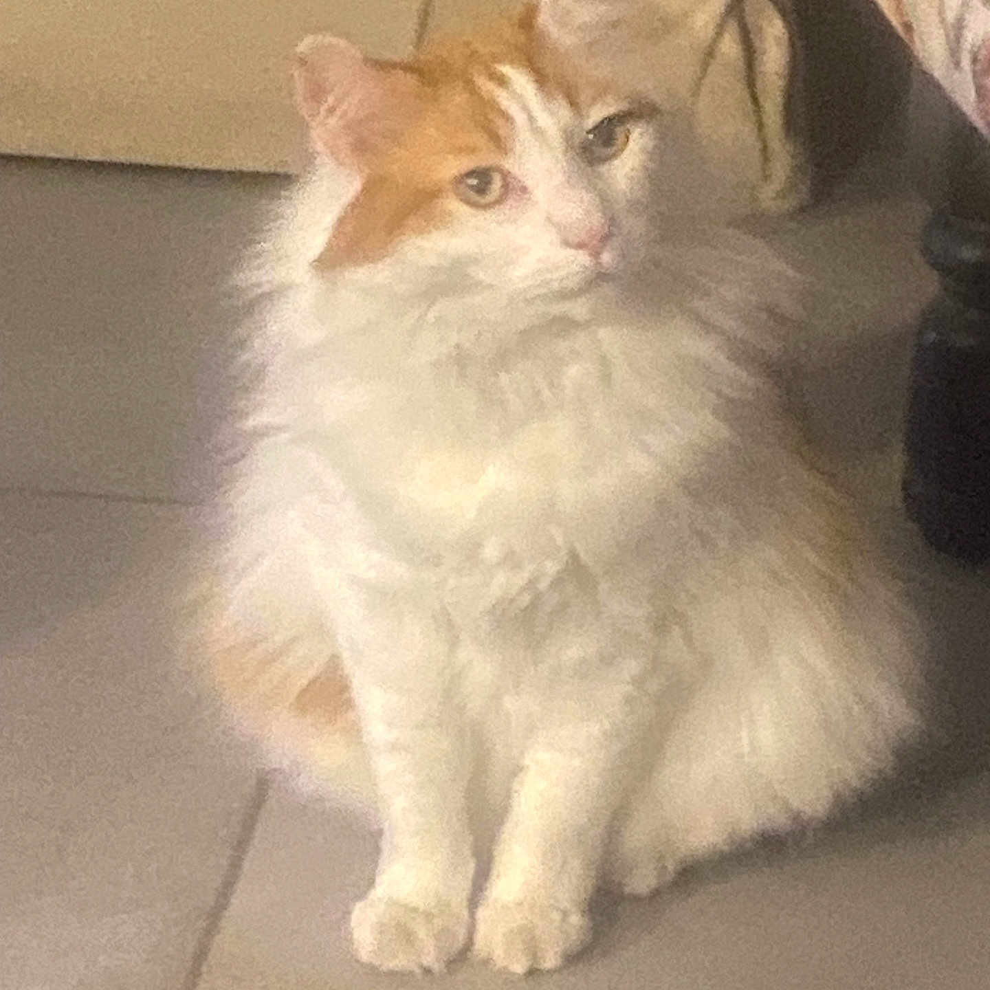 Modji a rejoint le concours — aidez-le/la à gagner de superbes lots ! calm, cat, cute, domestic_animal, ear, eye, feline, fluffy, fur, furniture, gaze, indoor, long_hair, orange_and_white, paw, pet, portrait, sitting, tile_floor, whiskers