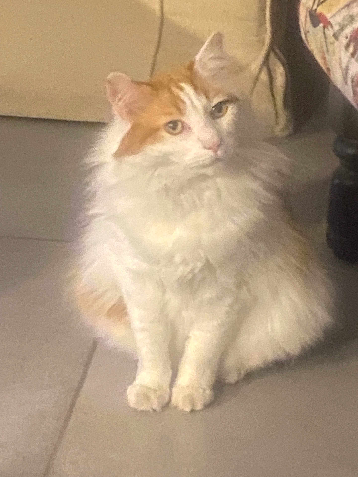 Modji a rejoint le concours — aidez-le/la à gagner de superbes lots ! cat, feline, long_hair, orange_and_white, fluffy, sitting, indoor, tile_floor, paw, whiskers, ear, eye, portrait, pet, domestic_animal, fur, gaze, cute, furniture, calm