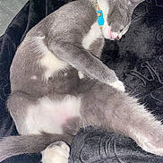Freya joined the competition — help win amazing prizes! cat, sleeping, gray_cat, white_cat, collar, pet, feline, resting, cozy, blanket, soft_texture, indoor, cute, animal, fur, whiskers, paw, relaxed, domestic_cat, napping