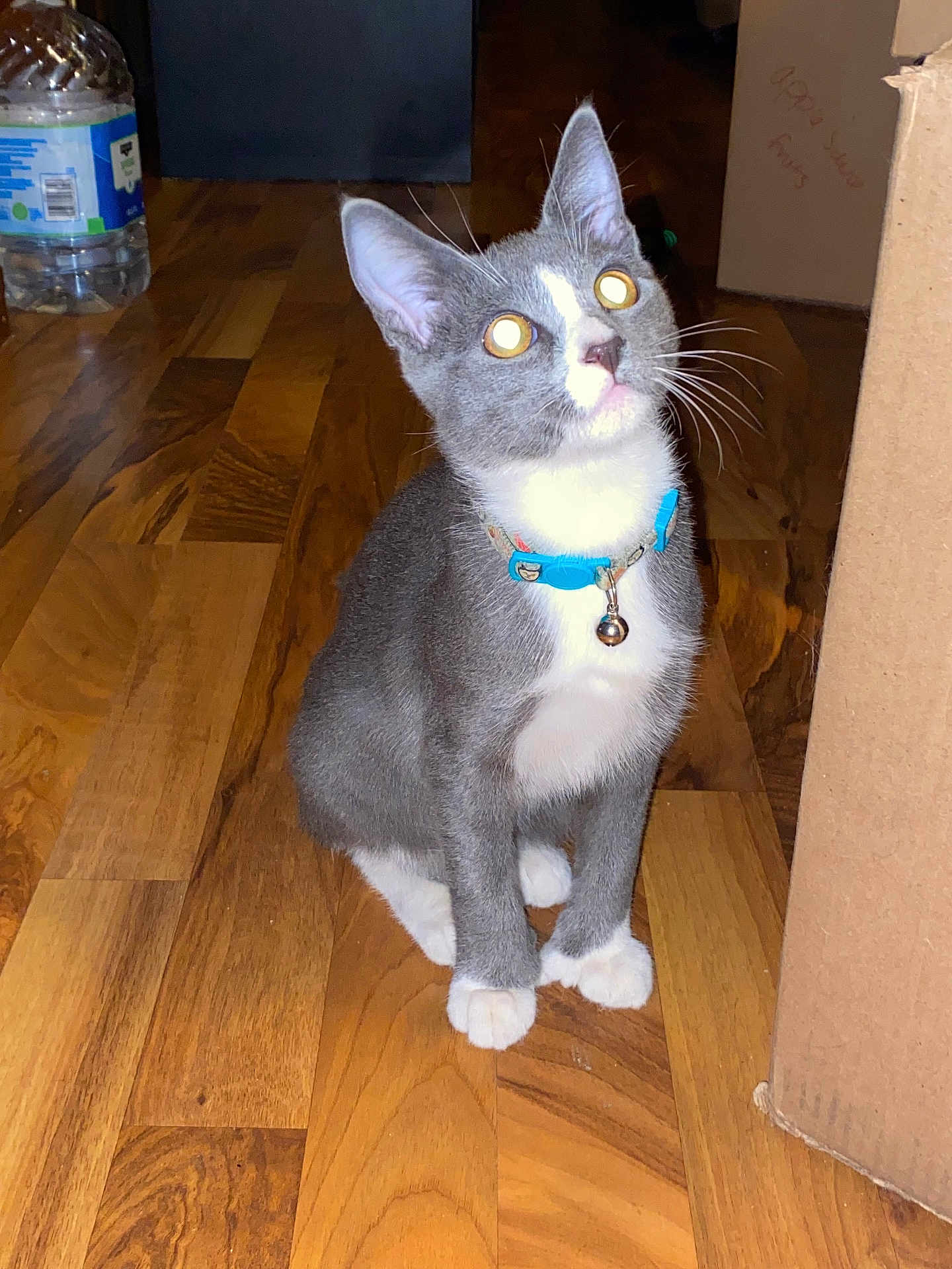 Freya is registered to the contest to win money with this photo: cat, gray_cat, white_paws, blue_collar, bell, wooden_floor, indoor, pet, curious, sitting, household, cardboard_box, water_bottle, flooring, animal, whiskers, ears, eyes, domestic_cat, feline