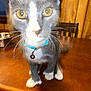 cat, gray_cat, white_paws, blue_collar, bell, table, wooden_table, indoor, chair, whiskers, pet, curious, feline, close_up, blurry, overexposed, yellow_eyes, face, fur, domestic_animal