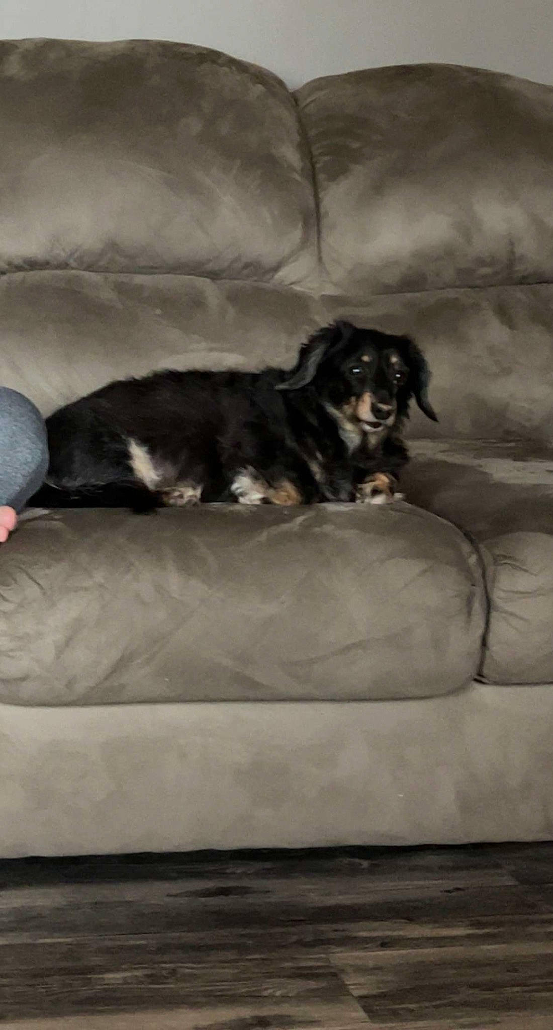 Maggie is registered to the contest to win money with this photo: canidae, carnivore, comfort, companion_dog, couch, dog, dog_breed, floor, fur, grey, living_room, mammal, snout, sporting_group, studio_couch, tail, terrestrial_animal, tints_and_shades, vertebrate, working_animal