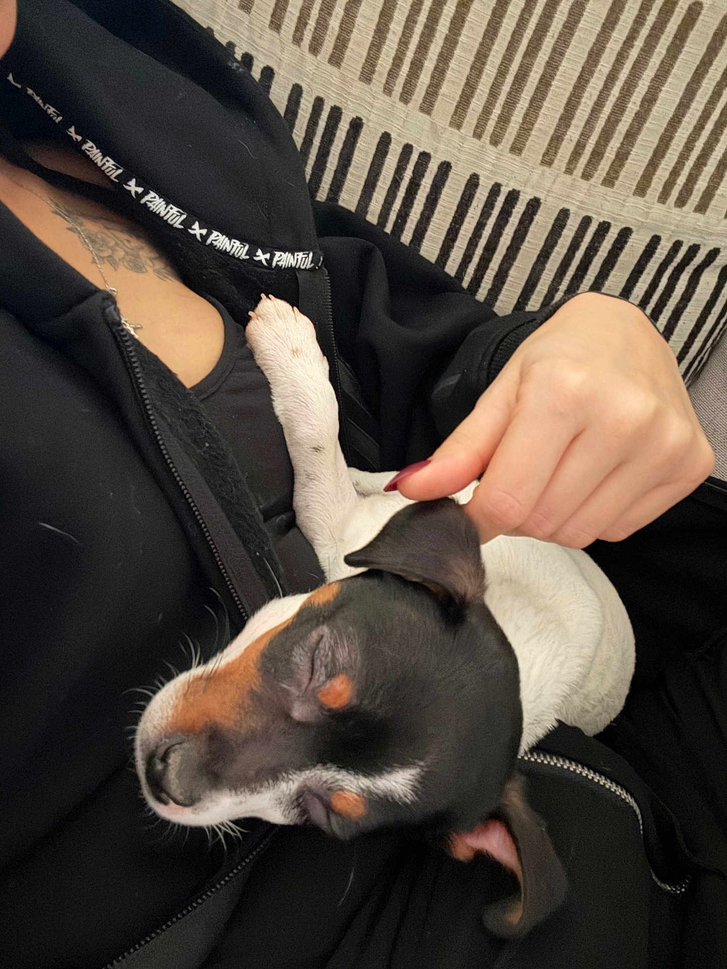 Arx participe au concours pour gagner de l'argent avec cette photo : dog, sleeping, pet, hand, person, black_clothing, ear, paw, striped_background, couch, relaxation, affection, closeup, indoor, comfort, casual, zipper, tattoo, nail_polish, resting