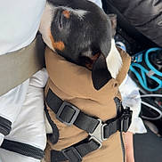 Arx a rejoint le concours — aidez-le/la à gagner de superbes lots ! dog, sleeping, puppy, brown_jacket, black, white_jacket, hand, nails, nail_polish, car_seat, seatbelt, harness, closeup, cute, pet, animal, resting, warm_clothing, indoor, comfort