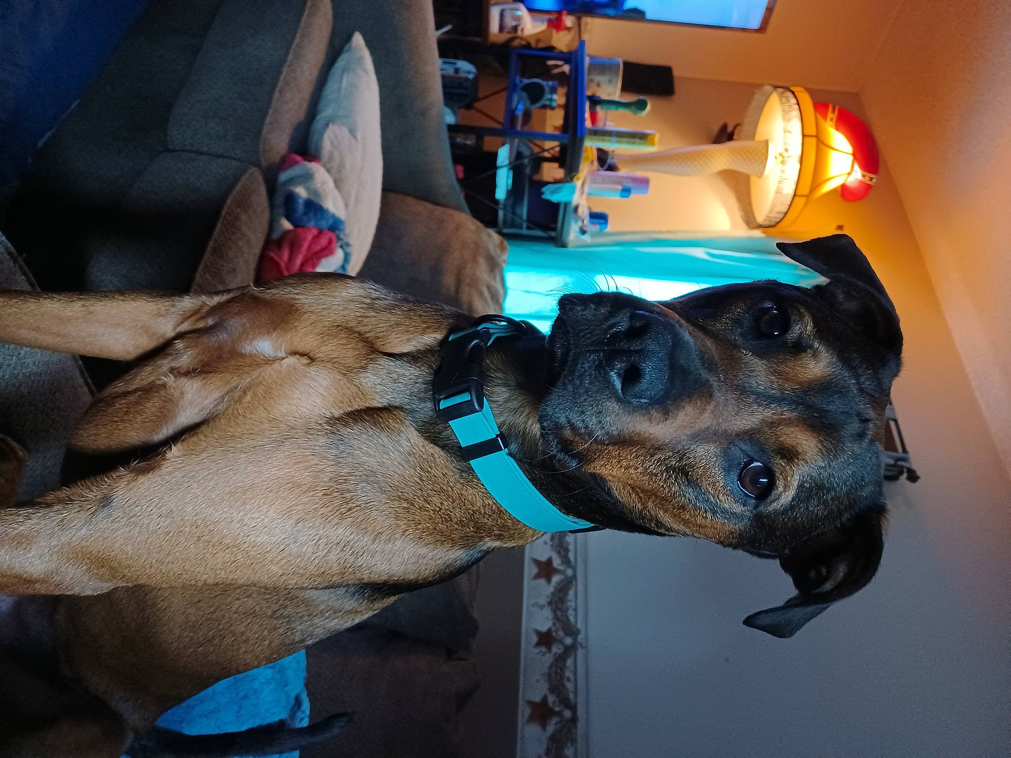 Scooby-doo is registered to the contest to win money with this photo: canidae, carnivore, collar, companion_dog, dog, dog_breed, dog_collar, dog_supply, ear, electric_blue, fawn, fur, guard_dog, jaw, pet_supply, snout, sporting_group, working_animal, working_dog