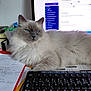 cat, fluffy, blue_eyes, keyboard, desk, computer_screen, papers, office, workspace, indoor, feline, resting, close_up, domestic_animal, pet, technology, writing, clutter, home_office, light
