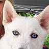 dog, white_dog, blue_eyes, tongue_out, close_up, person, outdoor, tent, canopy, greenery, pet, animal, face, ears, nose, fur, portrait, holding, summer, happy