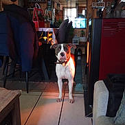 Ulis participe au concours pour gagner de l'argent avec cette photo : dog, indoor, furniture, heater, tile_floor, chair, table, coat, decorations, living_room, pet, collar, curious, brown_and_white, wooden_wall, couch, lamp, plant, window, home