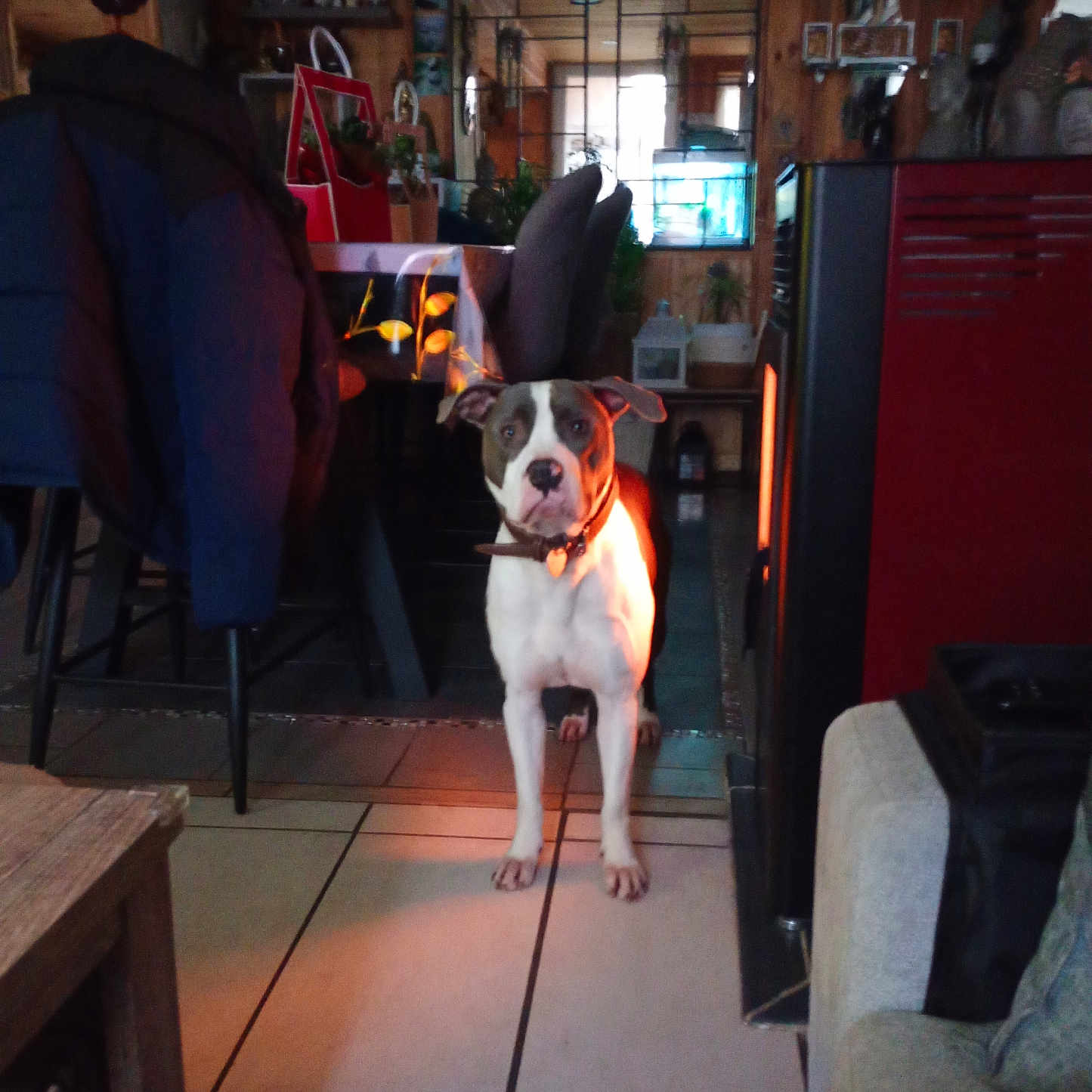 Ulis participe au concours pour gagner de l'argent avec cette photo : dog, indoor, furniture, heater, tile_floor, chair, table, coat, decorations, living_room, pet, collar, curious, brown_and_white, wooden_wall, couch, lamp, plant, window, home