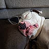 animal, close_up, comfort, companion, couch, cute, dog, domestic, face, friendship, furniture, glasses, indoor, nose, pet, relaxed, resting, sleeping, teeth, white_dog