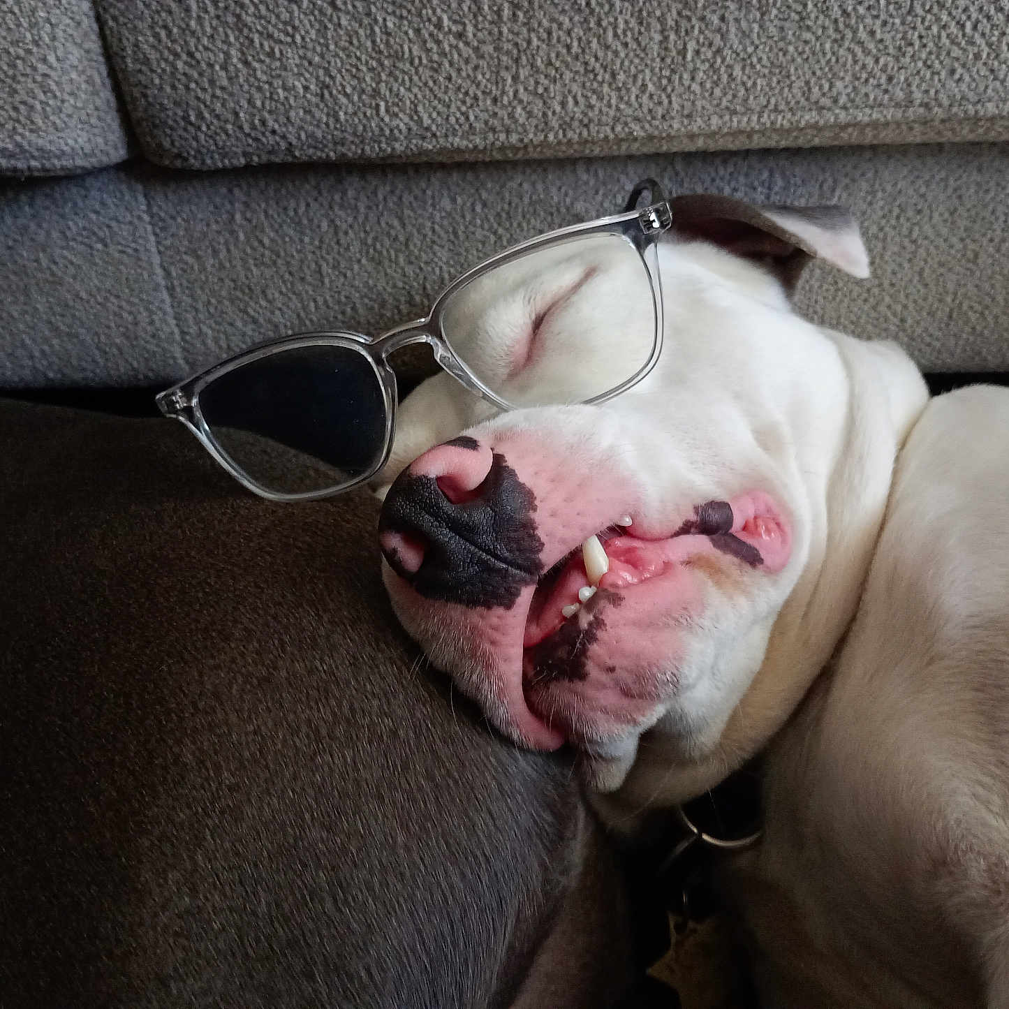 Dragon a rejoint le concours — aidez-le/la à gagner de superbes lots ! dog, sleeping, glasses, white_dog, resting, close_up, indoor, couch, pet, cute, relaxed, animal, face, nose, teeth, furniture, companion, friendship, comfort, domestic