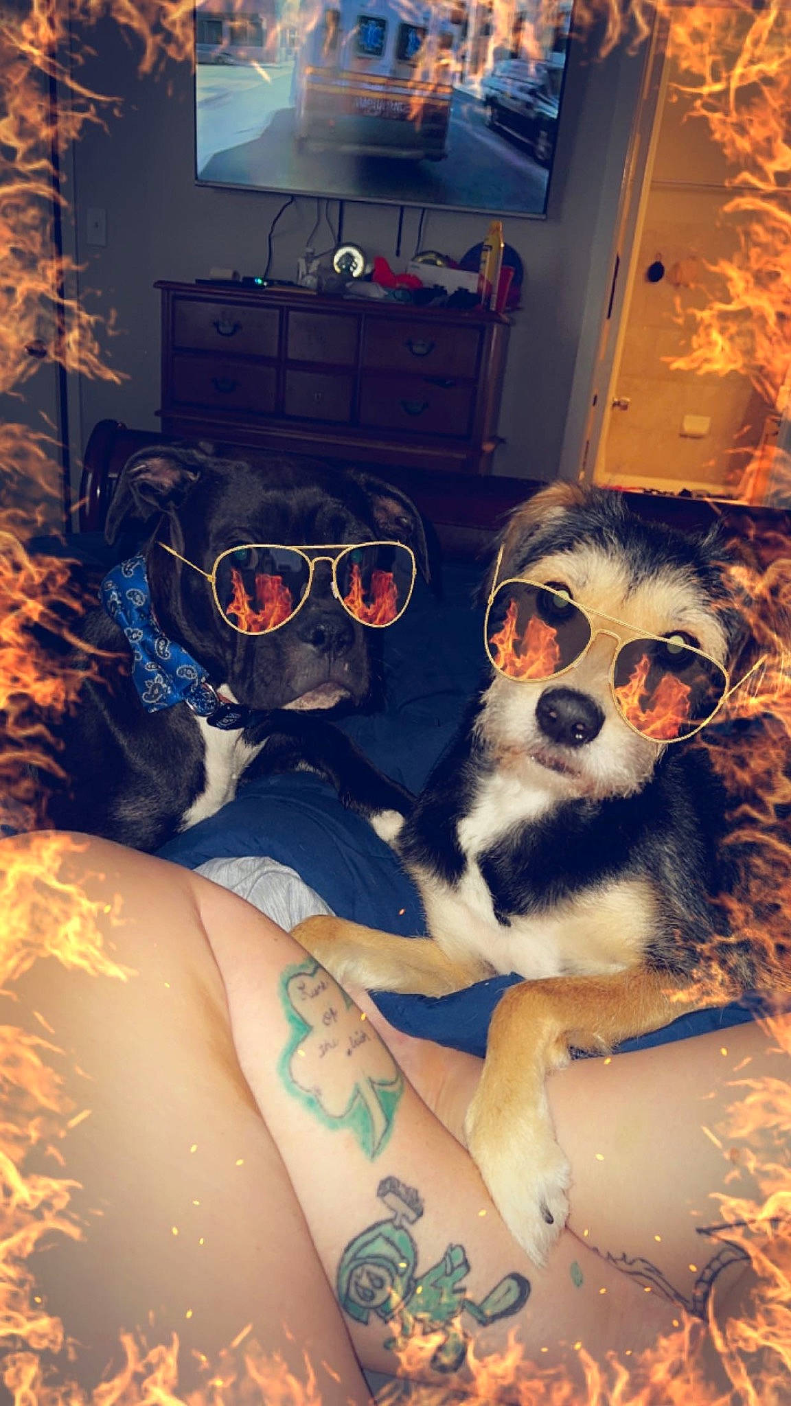Aphrodite joined the competition — help win amazing prizes! black_hair, carnivore, companion_dog, cool, dog, dog_breed, dress, eyewear, fawn, fur, glasses, goggles, happy, human_leg, personal_protective_equipment, picture_frame, sunglasses, television, thigh, vision_care