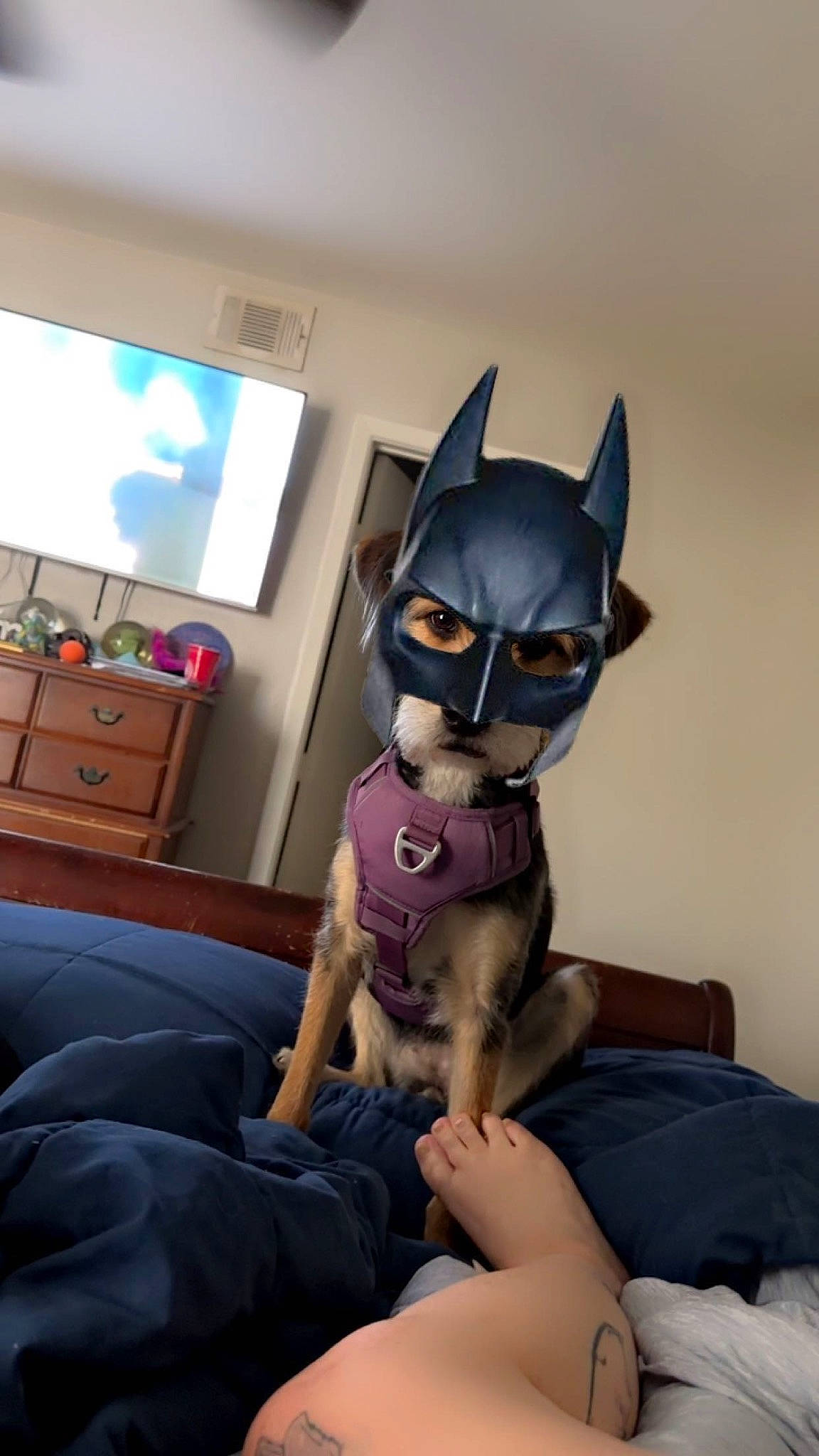 Aphrodite is registered to the contest to win money with this photo: action_figure, cabinetry, canidae, chest, comfort, companion_dog, costume, drawer, eyewear, fawn, felidae, fictional_character, fur, justice_league, purple, small_to_medium_sized_cats, stuffed_toy, sunglasses, toy, whiskers