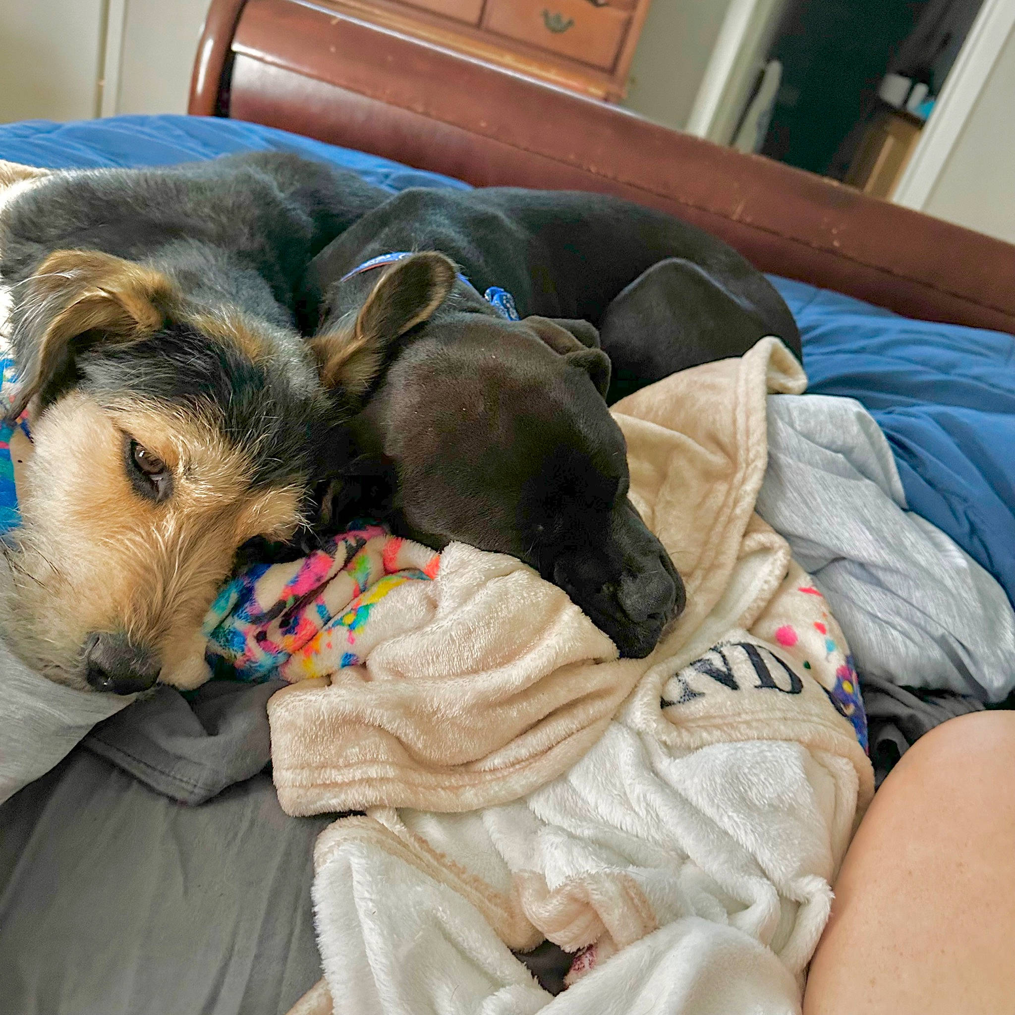 Aphrodite joined the competition — help win amazing prizes! canidae, carnivore, collar, comfort, companion_dog, dog, dog_breed, dog_supply, fawn, fur, hardwood, linens, nap, pet_supply, puppy, room, snout, sporting_group, wood, working_animal