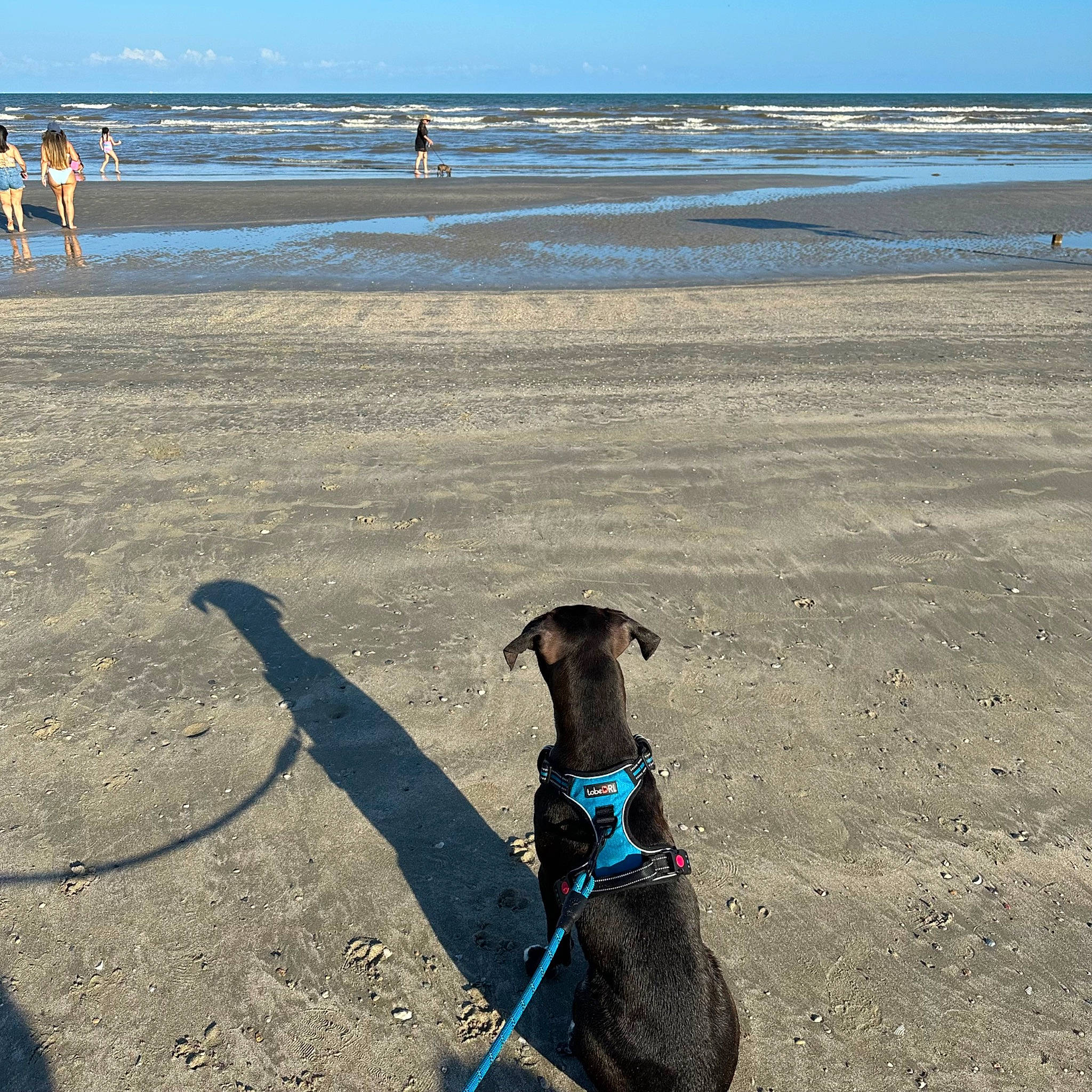 Smudge is registered to the contest to win money with this photo: beach, body_of_water, canidae, carnivore, collar, dog, dog_breed, dog_collar, fawn, fun, horizon, leash, ocean, pet_supply, sand, sky, sporting_group, water, wind_wave, working_animal