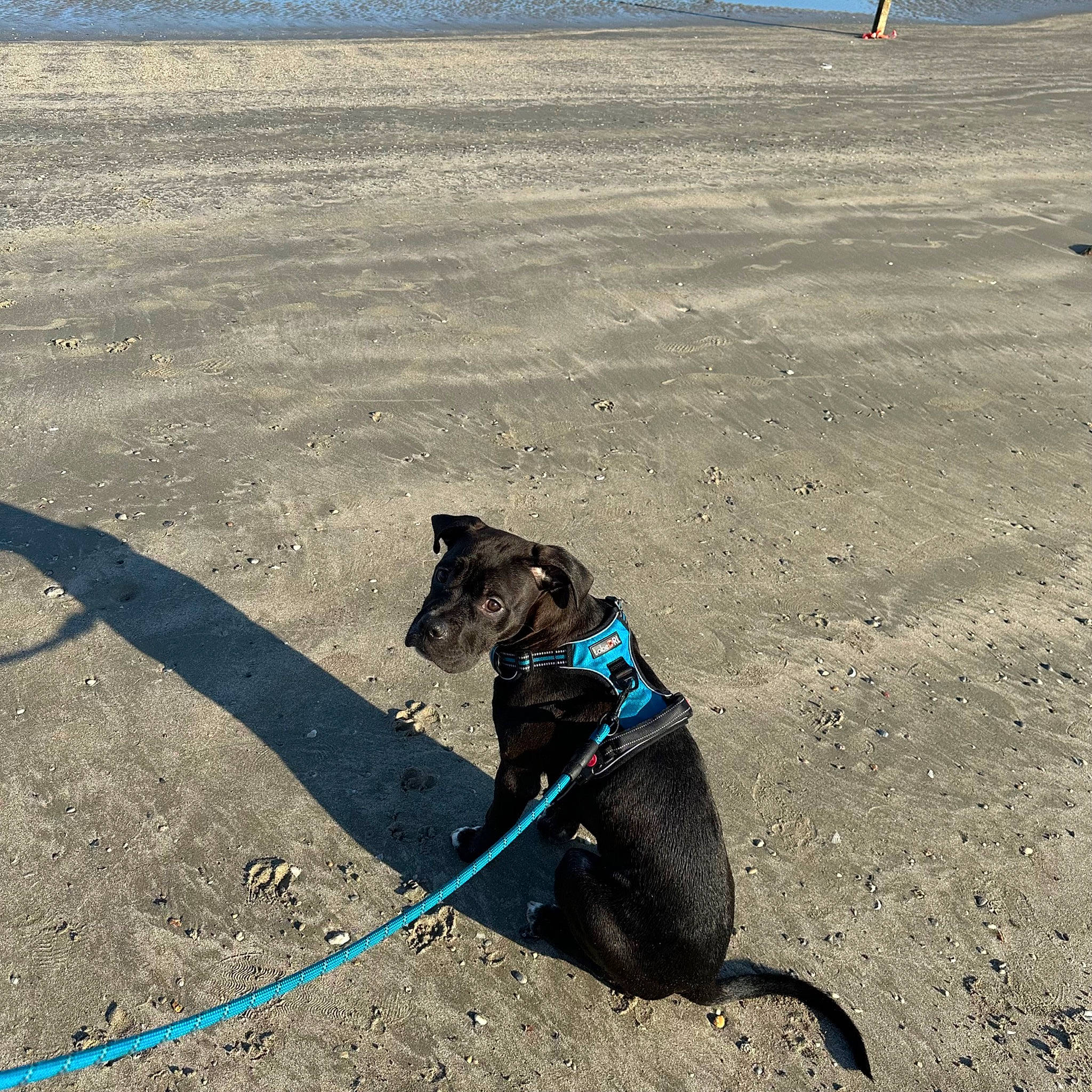 Smudge is registered to the contest to win money with this photo: asphalt, carnivore, collar, dog, dog_breed, dog_collar, electric_blue, fashion_accessory, fawn, landscape, leash, pet_supply, road_surface, sand, shadow, snout, soil, tail, tints_and_shades, working_animal