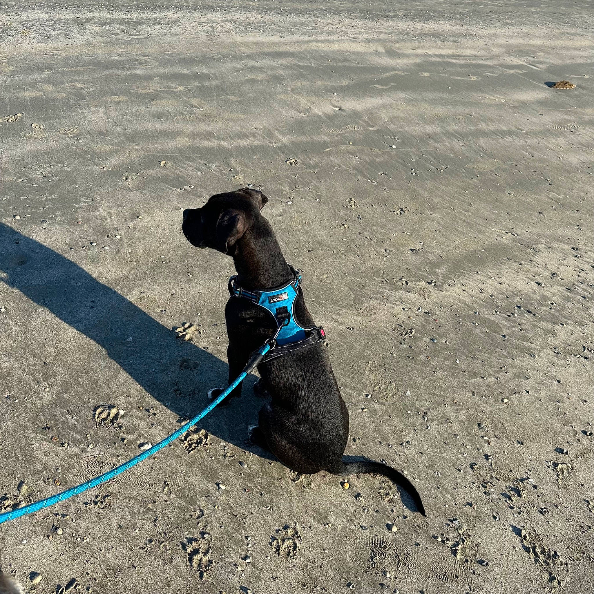 Smudge is registered to the contest to win money with this photo: carnivore, collar, companion_dog, dog, dog_breed, dog_collar, dog_supply, electric_blue, fashion_accessory, guard_dog, landscape, leash, pet_supply, sand, shadow, soil, sporting_group, tail, tints_and_shades, working_animal