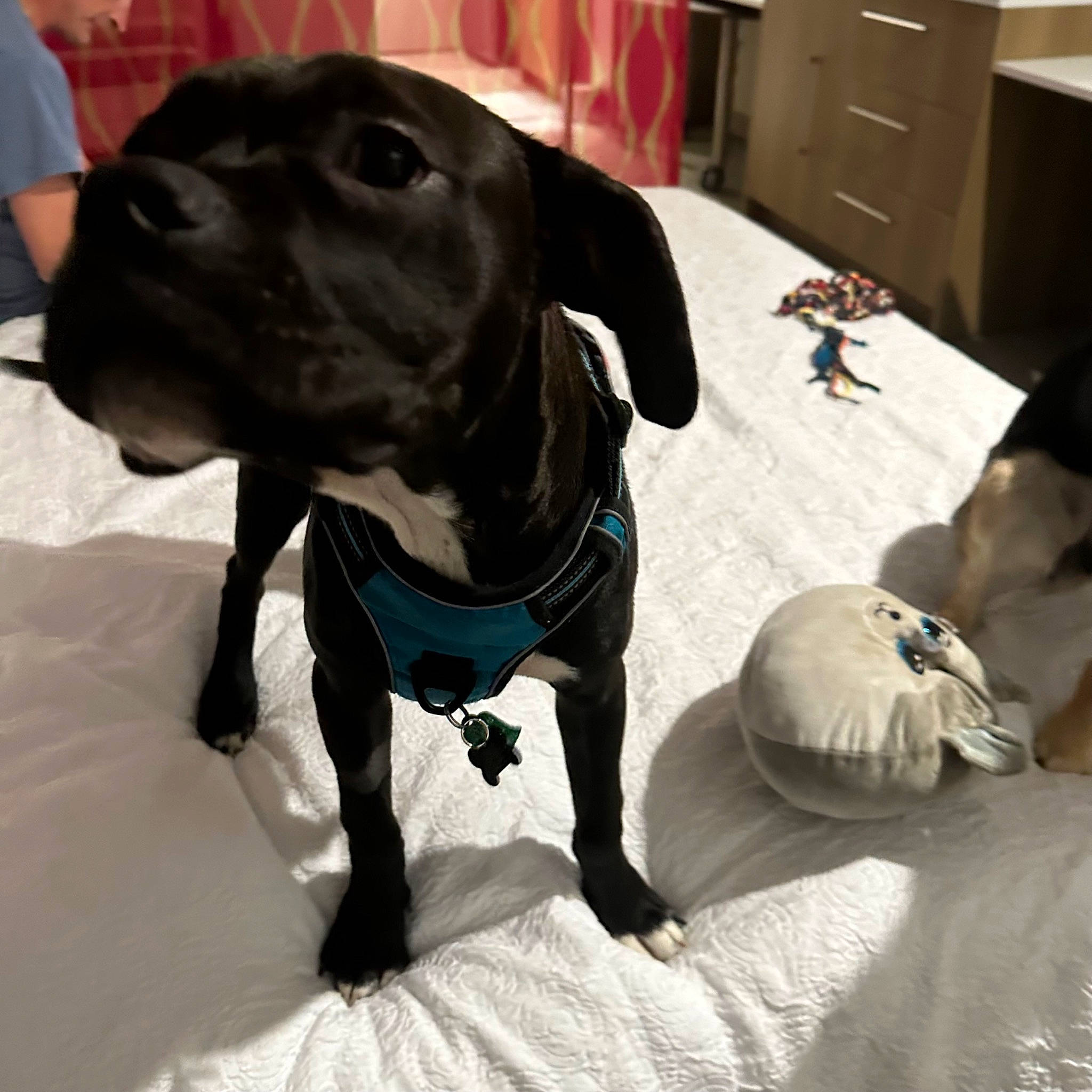 Smudge joined the competition — help win amazing prizes! cabinetry, carnivore, chest_of_drawers, collar, comfort, companion_dog, dog, dog_breed, dog_collar, dog_supply, drawer, fawn, hardwood, leash, liver, personal_protective_equipment, pet_supply, snout, whiskers, working_animal