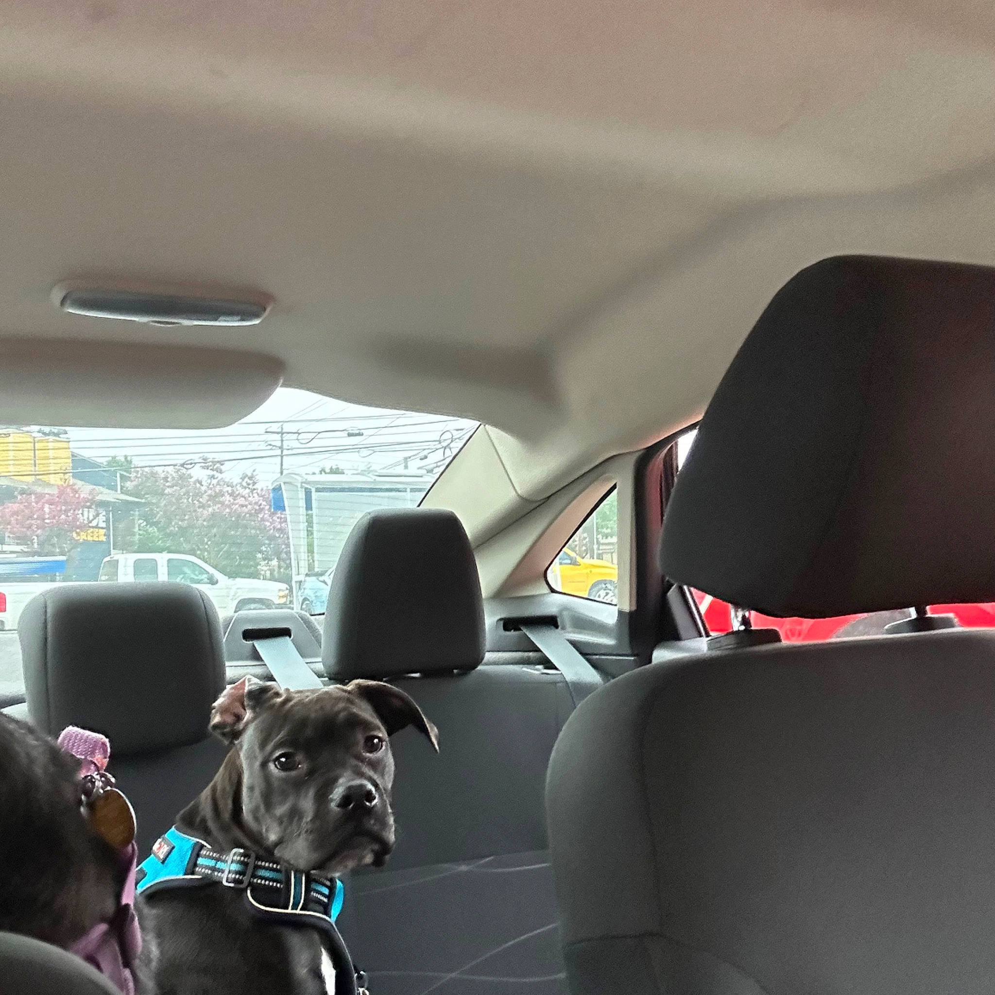 Smudge joined the competition — help win amazing prizes! auto_part, automotive_design, automotive_exterior, automotive_mirror, car, car_seat, car_seat_cover, carnivore, collar, companion_dog, dog, fixture, head_restraint, land_vehicle, mode_of_transport, motor_vehicle, tints_and_shades, vehicle, vehicle_door, window