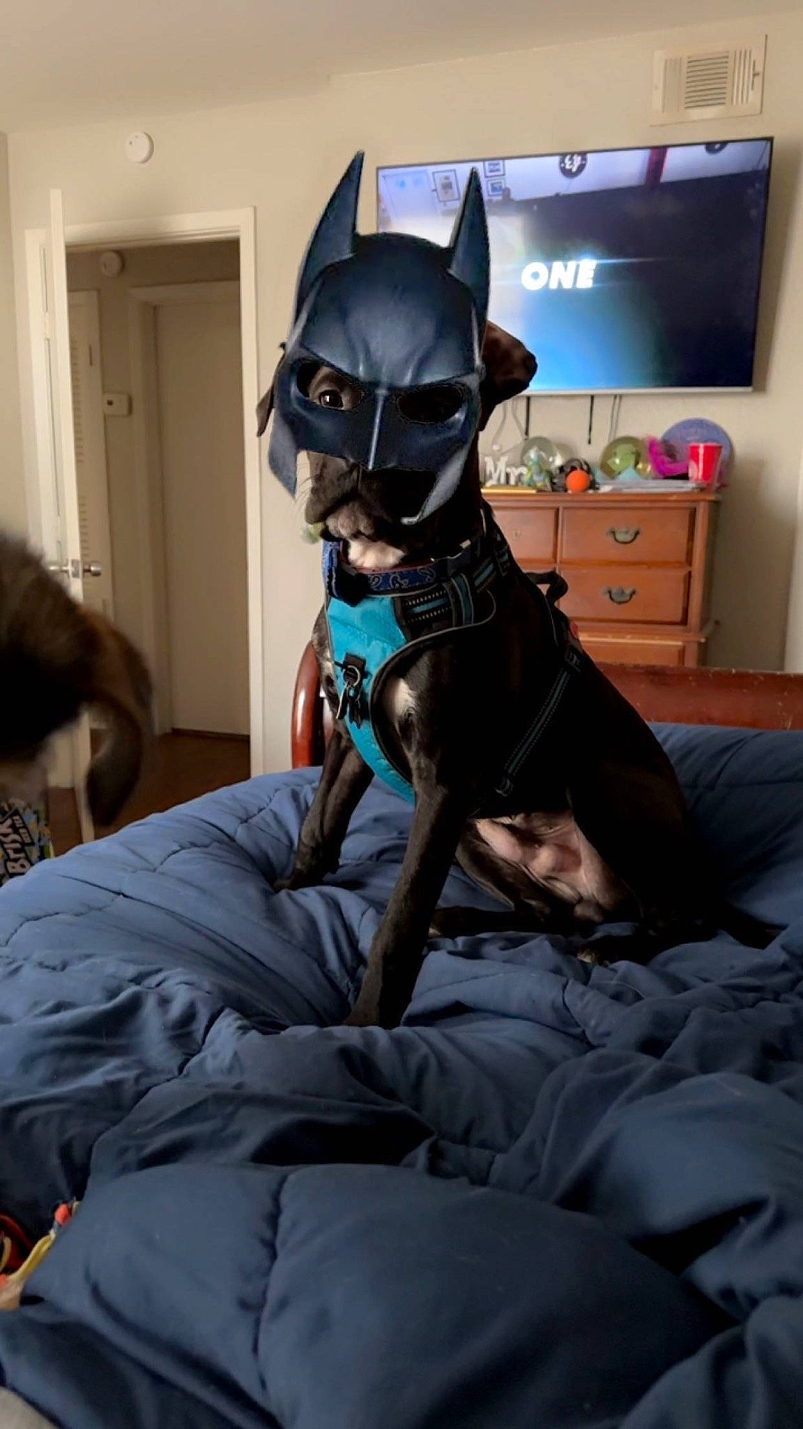 Smudge is registered to the contest to win money with this photo: bedding, comfort, companion_dog, dog_breed, drawer, event, fawn, felidae, fictional_character, fur, grey, linens, mammal, personal_protective_equipment, picture_frame, purple, room, toy, whiskers, window