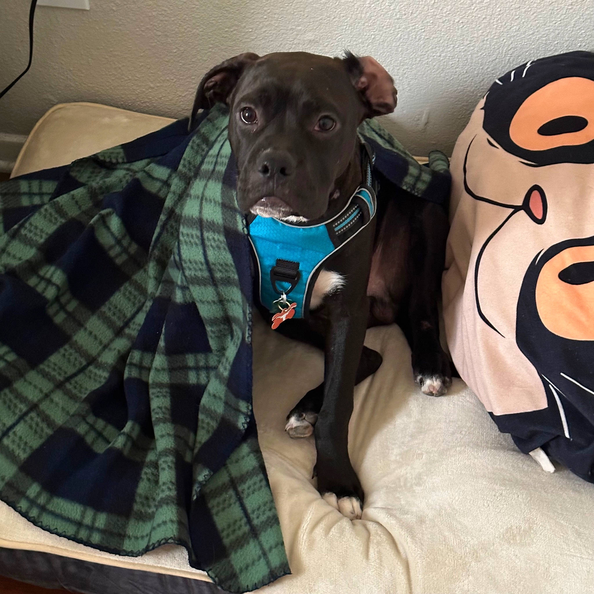 Smudge joined the competition — help win amazing prizes! canidae, carnivore, collar, comfort, companion_dog, dog, dog_breed, dog_collar, dog_supply, fawn, linens, pattern, pet_supply, plaid, snout, sporting_group, tartan, toy_dog, whiskers, working_animal