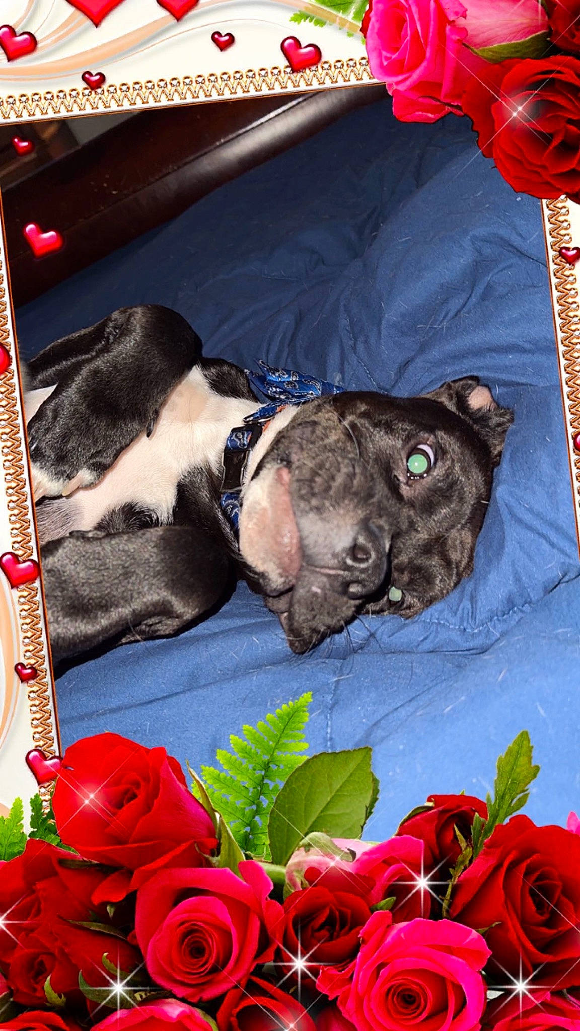 Smudge is registered to the contest to win money with this photo: annual_plant, bulldog, carnivore, collar, companion_dog, dog, dog_breed, fawn, flower, flower_arranging, hybrid_tea_rose, mammal, petal, plant, pug, red, rose, rose_order, vertebrate, working_animal