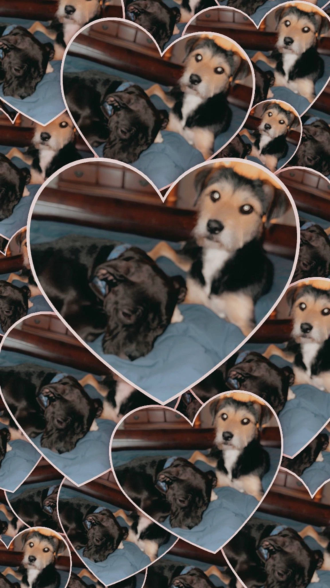 Aphrodite joined the competition — help win amazing prizes! ancient_dog_breeds, art, bowl, canidae, carnivore, collage, companion_dog, dog, dog_breed, dog_supply, fashion_accessory, fur, pattern, paw, pet_supply, photo_caption, recipe, snout, sporting_group, working_animal