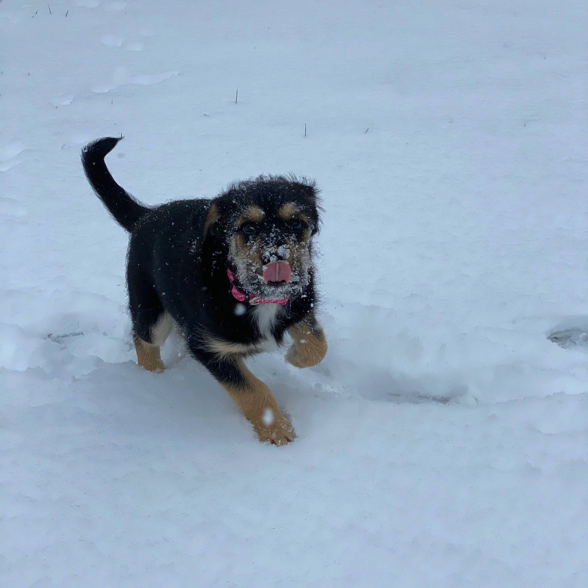 Aphrodite joined the competition — help win amazing prizes! canidae, carnivore, collar, companion_dog, dog, dog_breed, dog_collar, dog_supply, dog_toy, freezing, fur, leash, paw, snout, snow, sporting_group, tail, winter, working_animal, working_dog