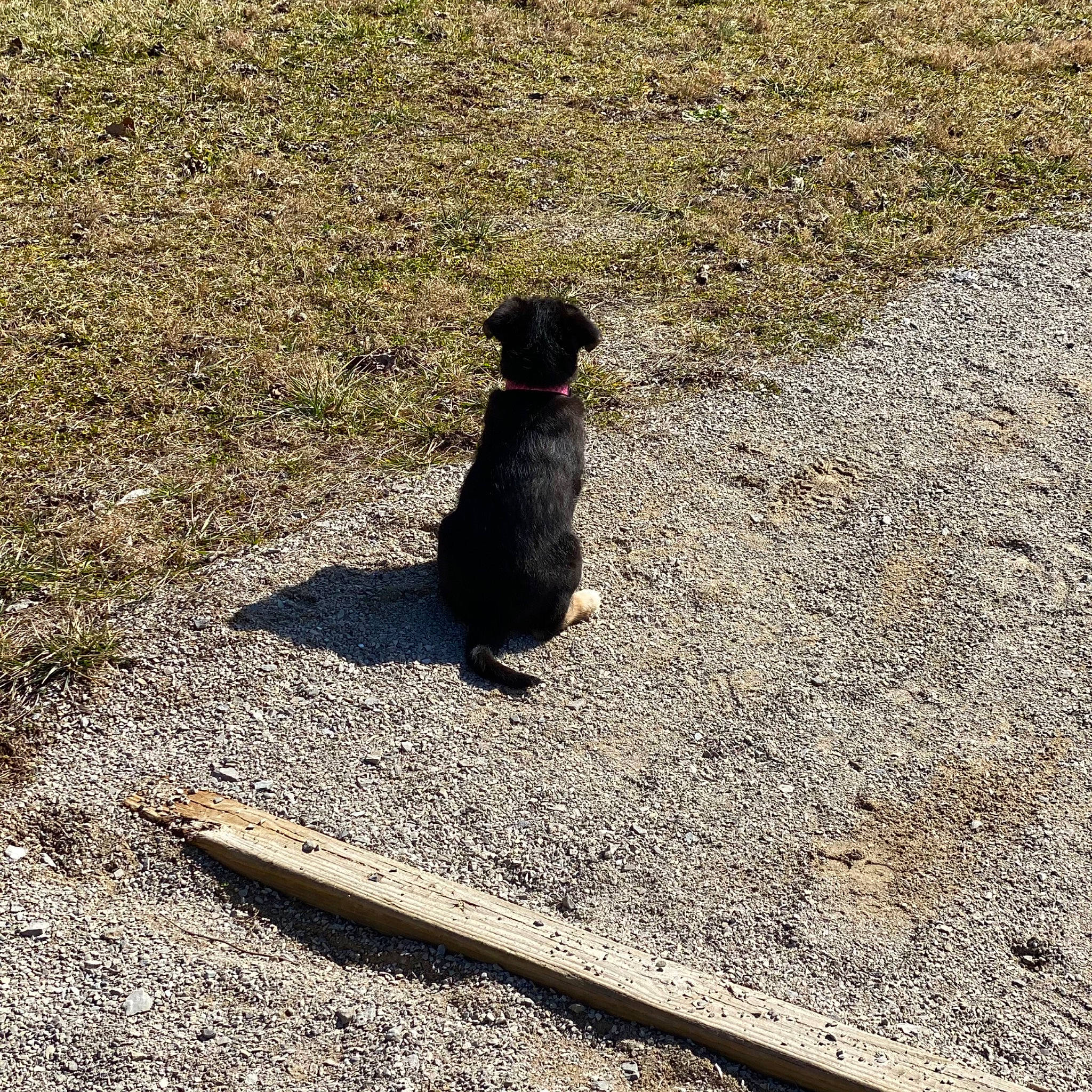 Aphrodite joined the competition — help win amazing prizes! asphalt, canidae, carnivore, concrete, dog, dog_breed, fur, grass, road, road_surface, rock, sand, shadow, sidewalk, soil, sporting_group, tail, tar, tints_and_shades, working_animal