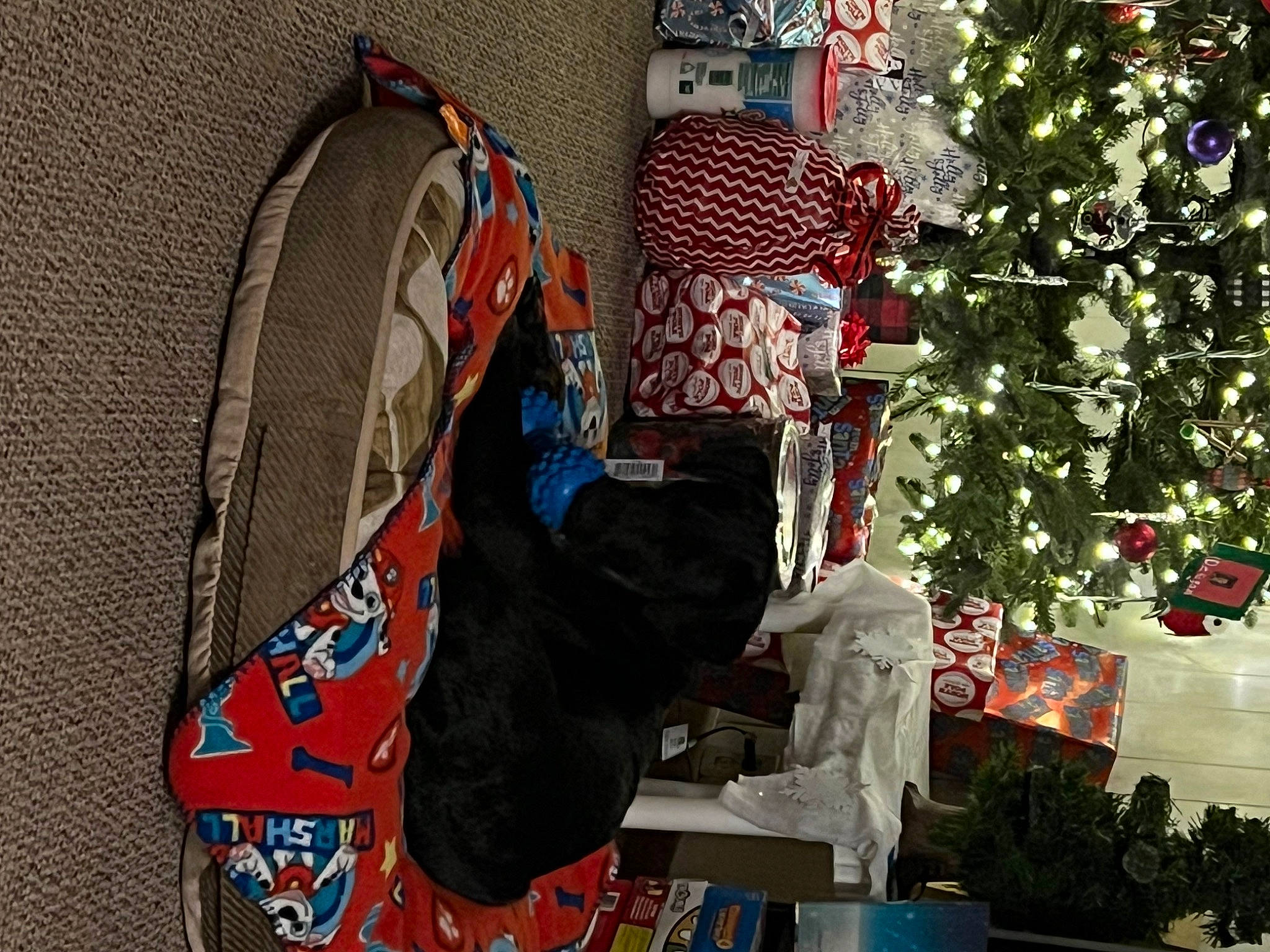 Abbey is registered to the contest to win money with this photo: art, carmine, christmas_decoration, christmas_ornament, christmas_tree, conifer, event, holiday, holiday_ornament, ornament, plant, red, room, sculpture, tire, tree, wall, wheel, winter, wood