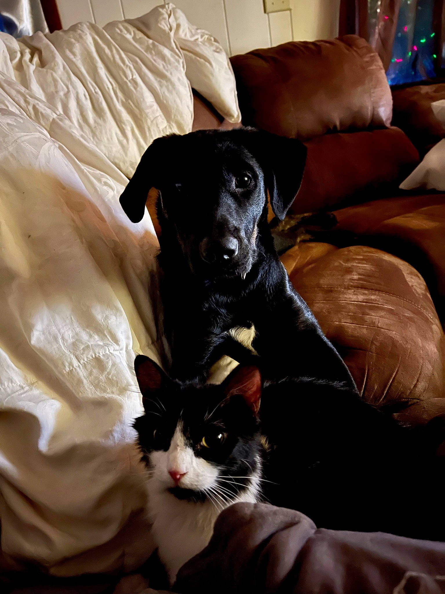 Abbey joined the competition — help win amazing prizes! carnivore, cat, comfort, companion_dog, couch, dog, dog_breed, domestic_short_haired_cat, felidae, flooring, fur, guard_dog, linens, living_room, room, sitting, small_to_medium_sized_cats, studio_couch, whiskers, working_animal