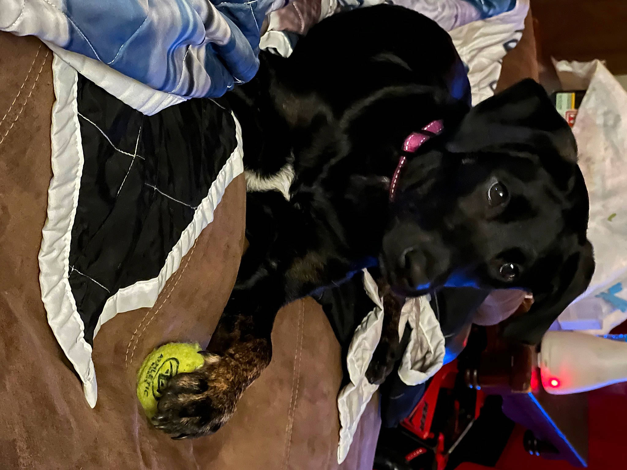 Abbey is registered to the contest to win money with this photo: adventure, borador, canidae, carnivore, collar, companion_dog, dog, dog_breed, dog_collar, dog_hiking, dog_supply, fur, guard_dog, hunting_dog, leash, personal_protective_equipment, retriever, sporting_group, working_animal