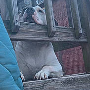 Jake joined the competition — help win amazing prizes! dog, wooden_railing, porch, paw, nose, chin, blue_cushion, outdoor, pet, animal, resting, fence, wood, snout, close_up, daytime, brick_wall, quiet, calm, curious