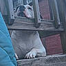 dog, wooden_railing, porch, paw, nose, chin, blue_cushion, outdoor, pet, animal, resting, fence, wood, snout, close_up, daytime, brick_wall, quiet, calm, curious