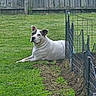 animal, backyard, canine, daylight, dog, domestic_animal, fence, grass, greenery, lawn, metal_fence, nature, outdoor, peaceful, pet, quiet, resting, summer, white_dog, wooden_fence
