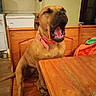 dog, brown_dog, yawning, wooden_chair, wooden_table, red_collar, indoor, kitchen, refrigerator, household, pet, animal, sitting, mouth_open, tongue, floor, furniture, domestic, canine, relaxed
