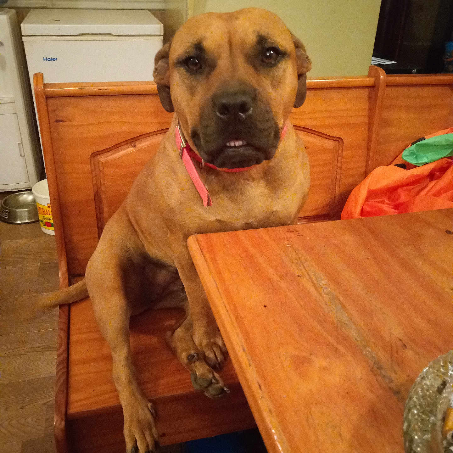 Stella is registered to the contest to win money with this photo: dog, brown_dog, wooden_bench, wooden_table, indoor, table, bench, pet, canine, collar, furniture, floor, refrigerator, household, domestic, animal, looking, seated, waiting, brown