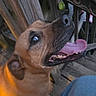 dog, tongue, mouth, outdoor, wooden_deck, pet, canine, brown_dog, happy, looking_up, close_up, animal, ears, fur, snout, teeth, companion, friend, daylight, jeans
