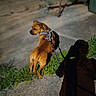 dog, brown_dog, harness, leash, shadow, concrete, greenery, outdoor, pet, animal, walking, evening, curious, side_view, ground, pavement, shadow_of_person, nature, canine, leash_holder