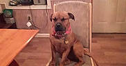 Stella joined the competition — help win amazing prizes! dog, chair, indoor, wooden_floor, table, door, collar, pet, animal, furniture, window, curtain, calm, brown_dog, sitting, home, cozy, floor, room, domestic