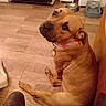 Stella is registered to the contest to win money with this photo: dog, brown_dog, collar, floor, wooden_floor, water_bowl, water_dispenser, indoor, pet, looking_back, animal, canine, homedecor, kitchen, furniture, domestic, flooring, sitting, ear, paw