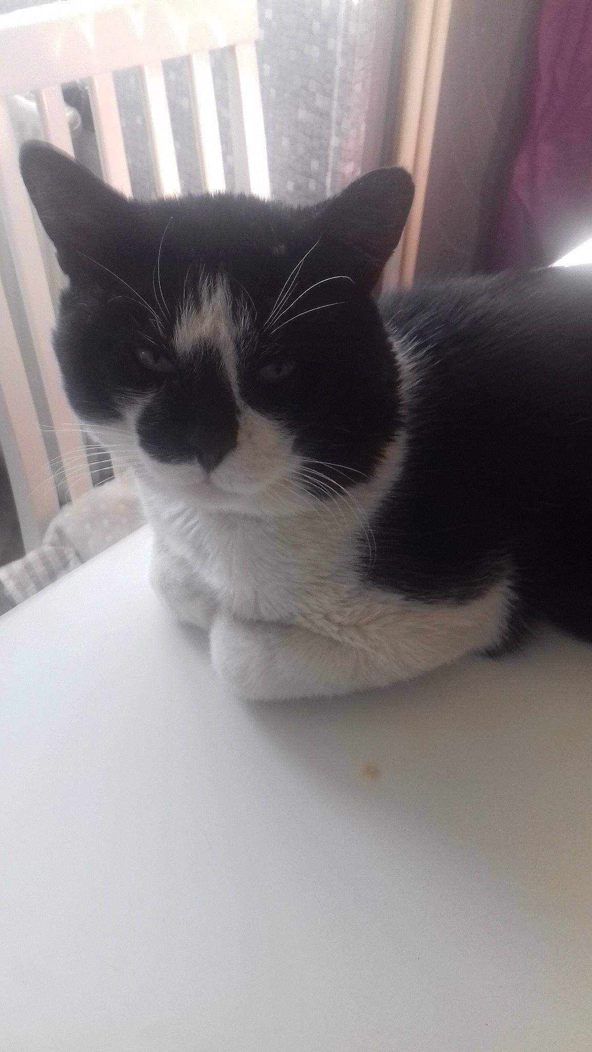 Coluchette a rejoint le concours — aidez-le/la à gagner de superbes lots ! black_and_white, black_cat, carnivore, cat, domestic_short_haired_cat, ear, felidae, fur, kitten, nose, polydactyl_cat, skin, small_to_medium_sized_cats, snout, whiskers